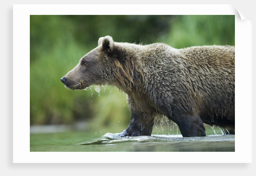 Brown Bear, Katmai National Park, Alaska by Anonymous