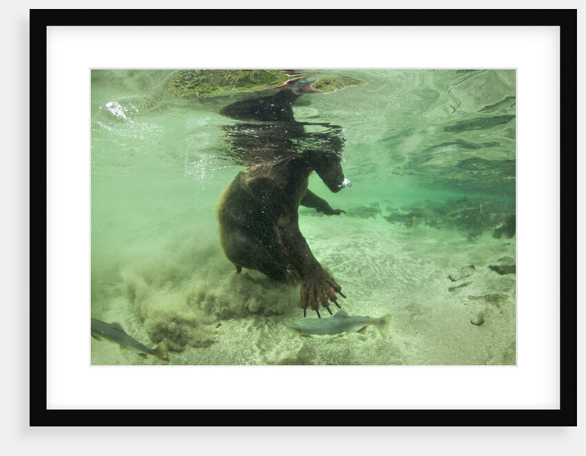 Brown Bear Fishing Underwater, Katmai National Park, Alaska by Anonymous