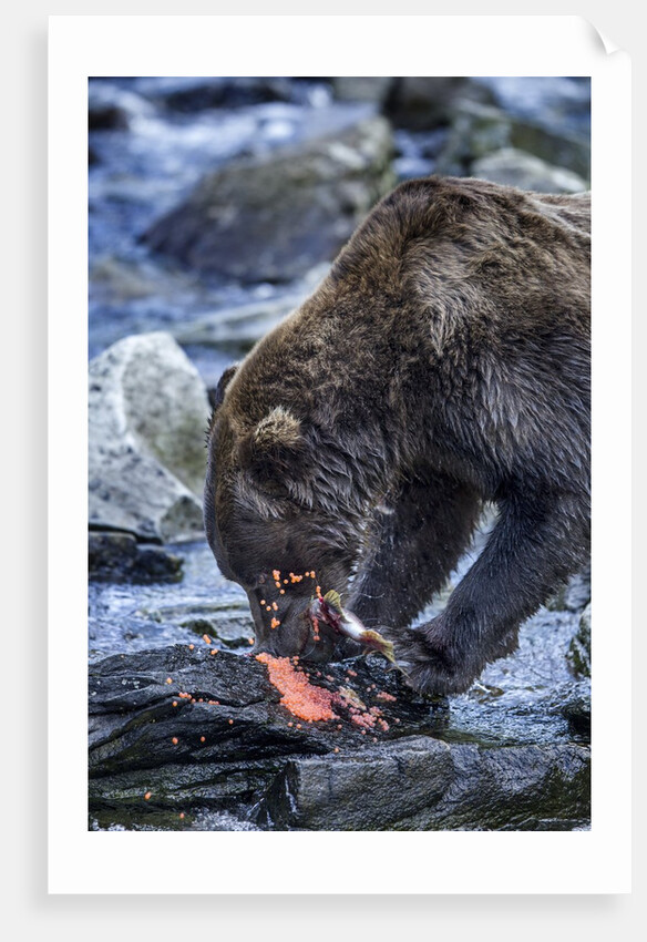 Brown Bear, Katmai National Park, Alaska by Anonymous