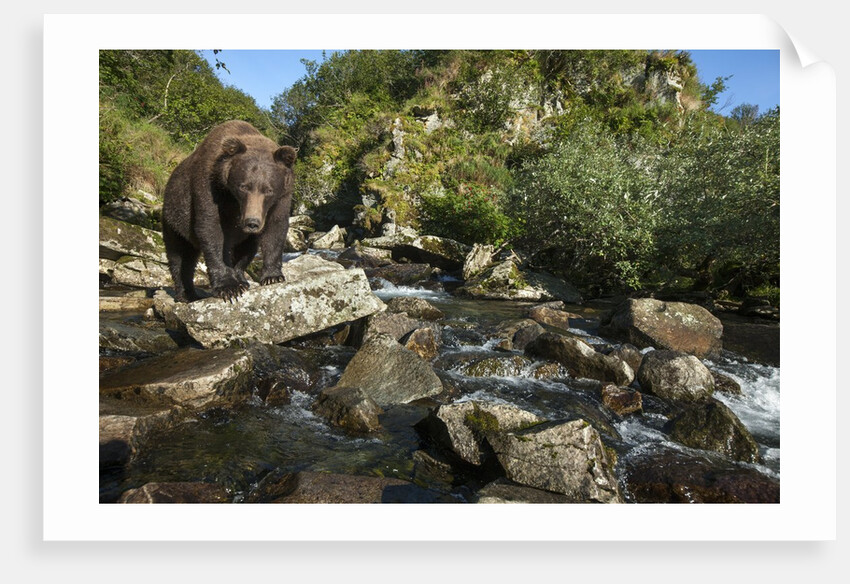 Brown Bear, Katmai National Park, Alaska by Anonymous