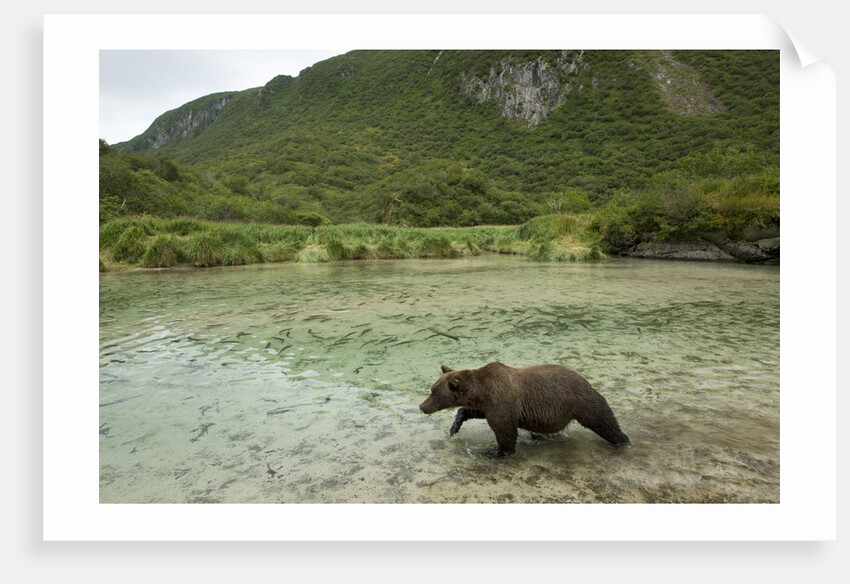 Brown Bear, Katmai National Park, Alaska by Anonymous