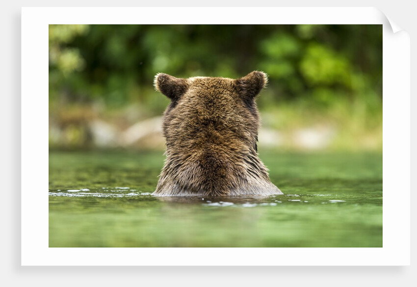 Brown Bear, Katmai National Park, Alaska by Anonymous