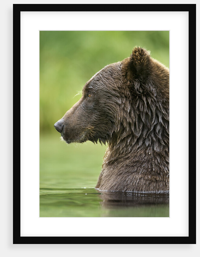 Brown Bear, Katmai National Park, Alaska by Anonymous