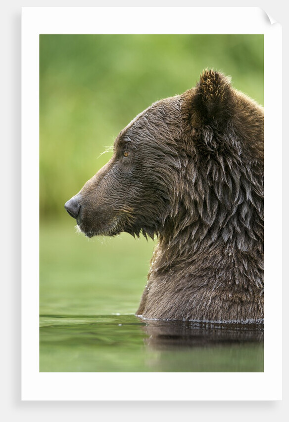 Brown Bear, Katmai National Park, Alaska by Anonymous