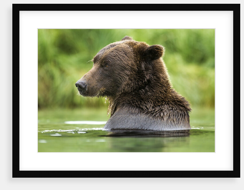 Brown Bear, Katmai National Park, Alaska by Anonymous