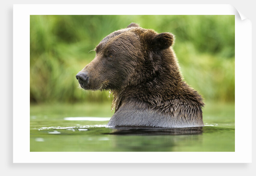 Brown Bear, Katmai National Park, Alaska by Anonymous