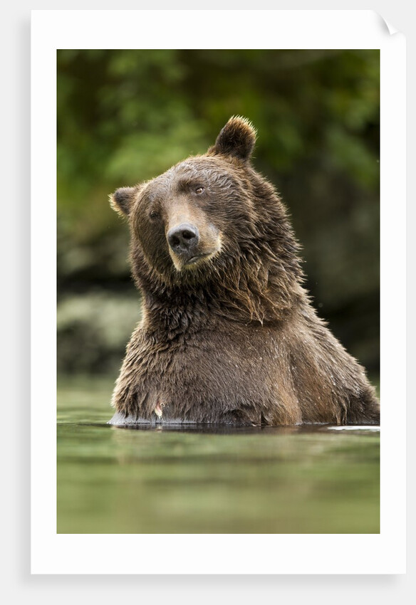 Brown Bear, Katmai National Park, Alaska by Anonymous