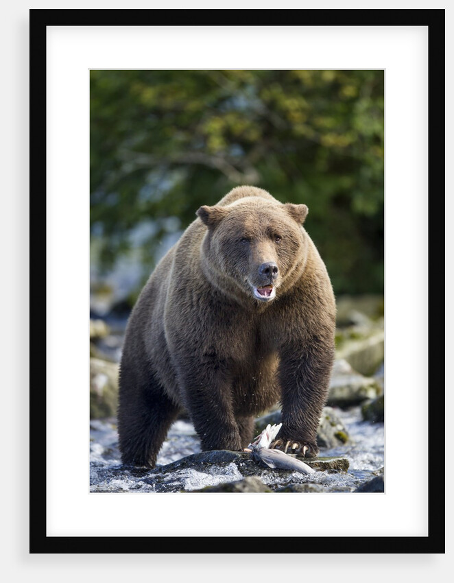 Brown Bear, Katmai National Park, Alaska by Anonymous