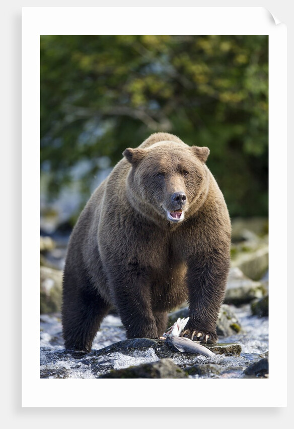 Brown Bear, Katmai National Park, Alaska by Anonymous
