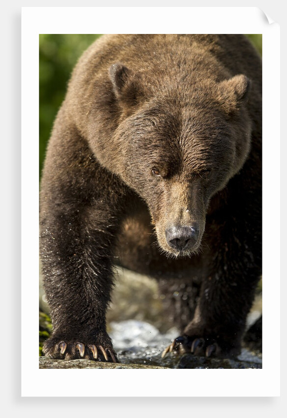 Brown Bear, Katmai National Park, Alaska by Anonymous