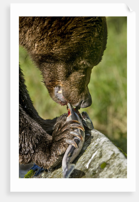 Brown Bear and Salmon, Katmai National Park, Alaska by Anonymous