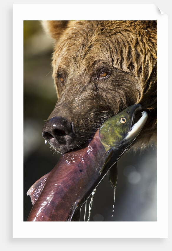 Brown Bear and Salmon, Katmai National Park, Alaska by Anonymous