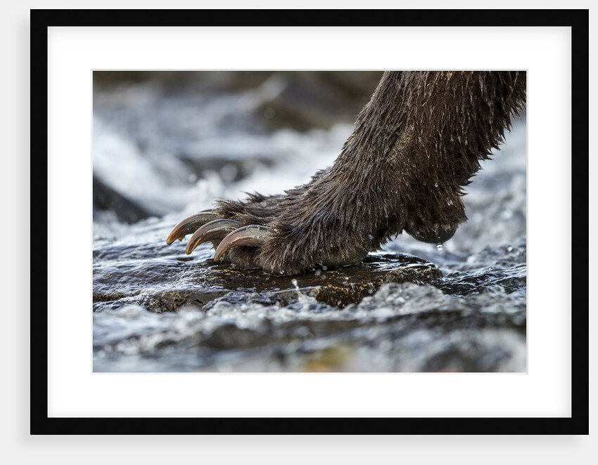 Brown Bear Claws, Katmai National Park, Alaska by Anonymous