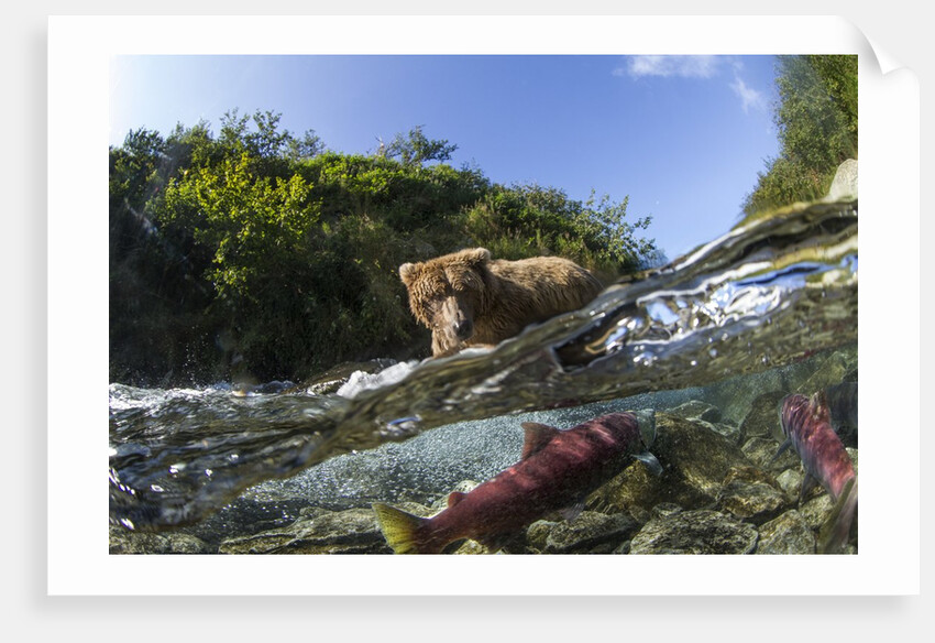 Brown Bear and Underwater Salmon, Katmai National Park, Alaska by Anonymous