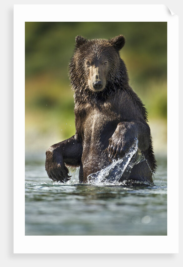 Brown Bear, Katmai National Park, Alaska by Anonymous