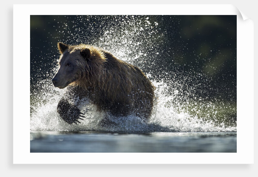 Brown Bear, Katmai National Park, Alaska by Anonymous