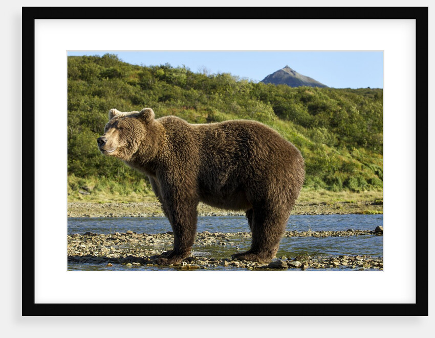 Brown Bear, Katmai National Park, Alaska by Anonymous