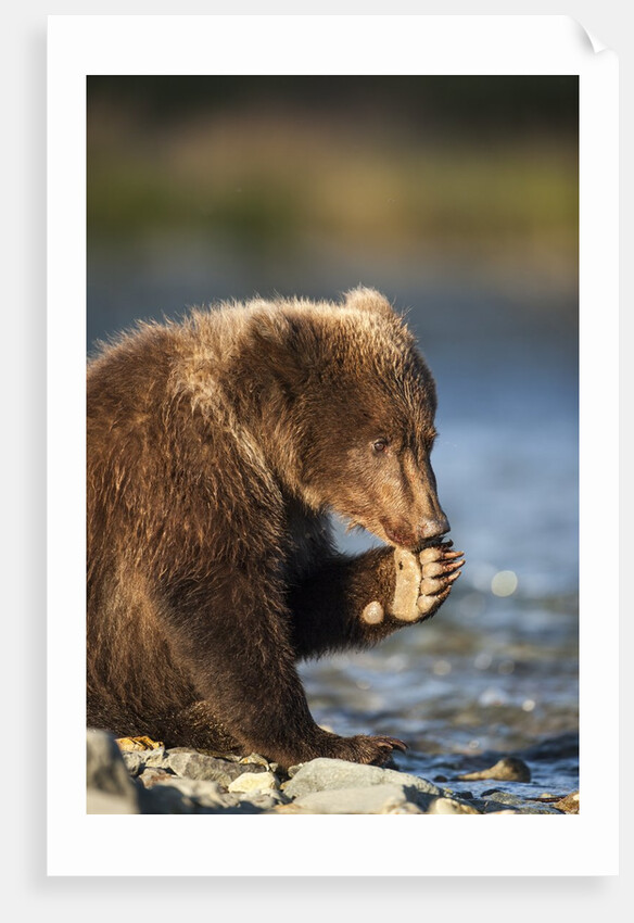 Brown Bear Cub, Katmai National Park, Alaska by Corbis