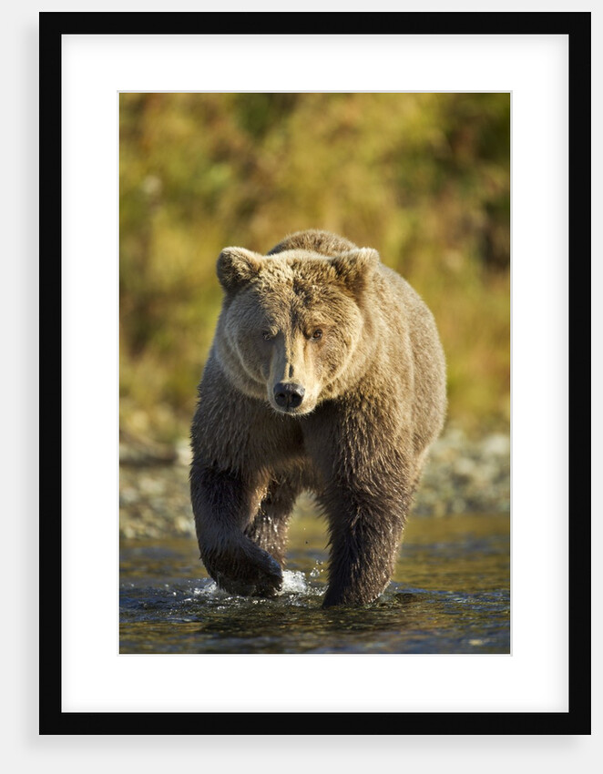 Brown Bear, Katmai National Park, Alaska by Anonymous
