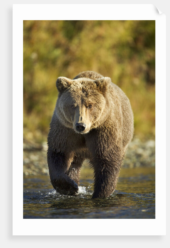 Brown Bear, Katmai National Park, Alaska by Anonymous