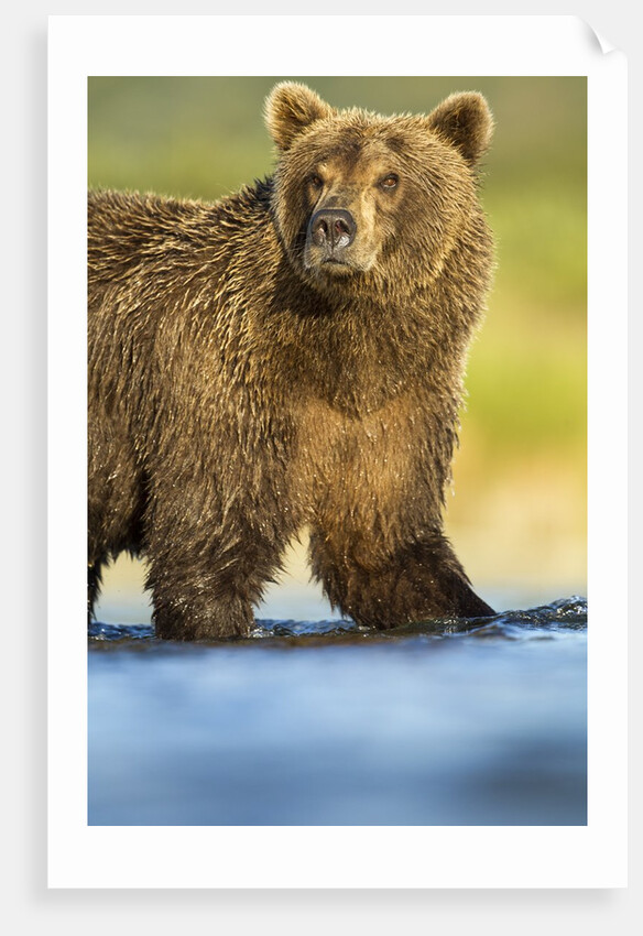 Brown Bear, Katmai National Park, Alaska by Anonymous