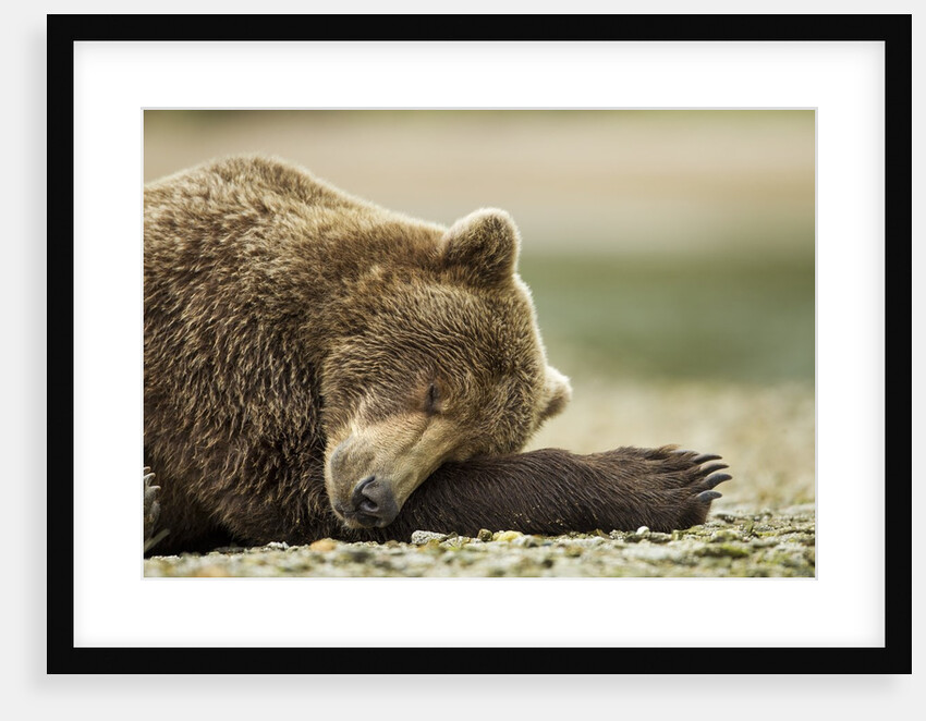 Sleeping Brown Bear, Katmai National Park, Alaska by Anonymous