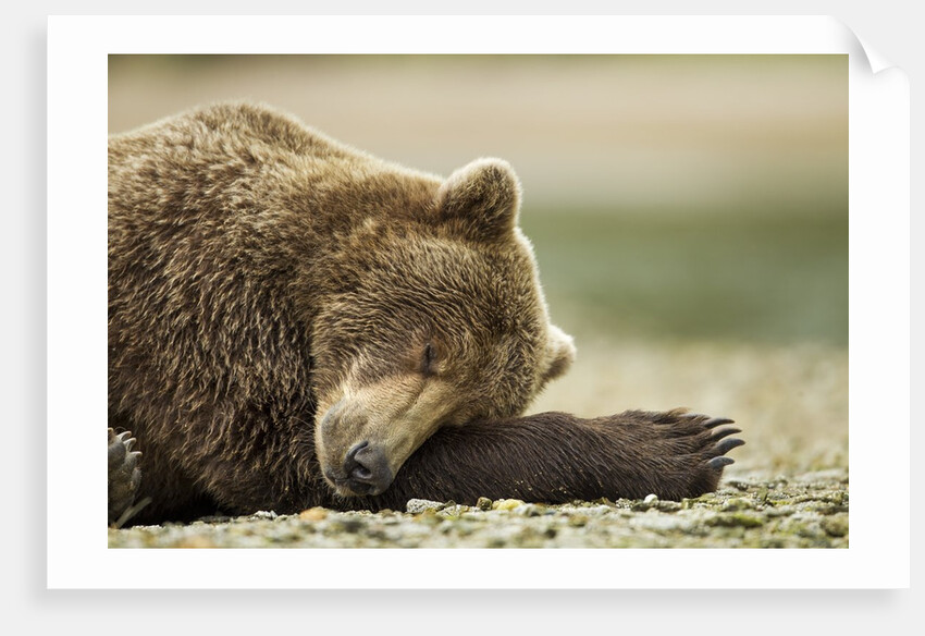 Sleeping Brown Bear, Katmai National Park, Alaska by Anonymous