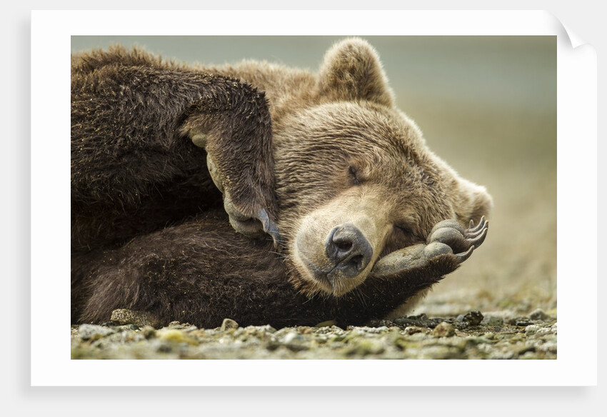 Sleeping Brown Bear, Katmai National Park, Alaska by Anonymous