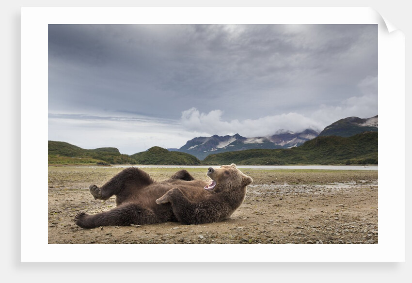 Brown Bear, Katmai National Park, Alaska by Anonymous