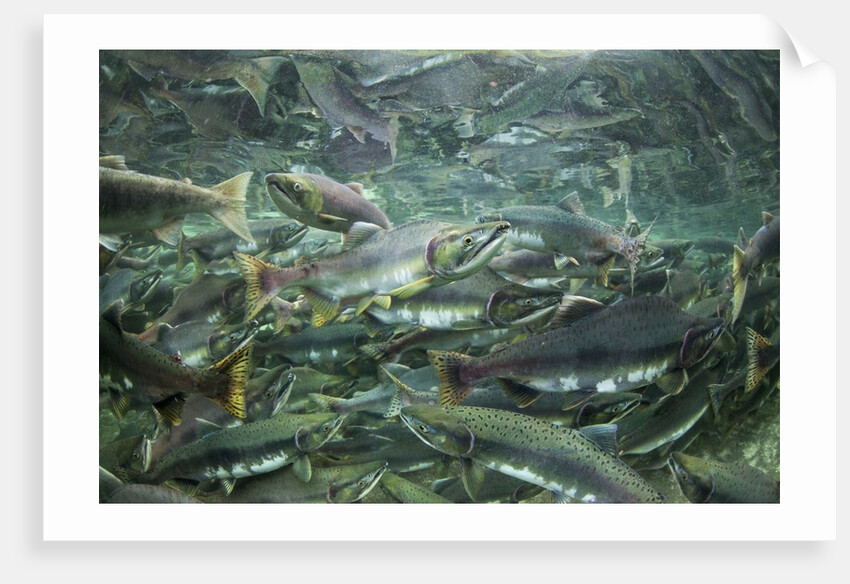 Spawning Salmon, Katmai National Park, Alaska by Anonymous