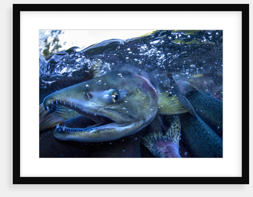 Spawning Salmon, Katmai National Park, Alaska by Anonymous