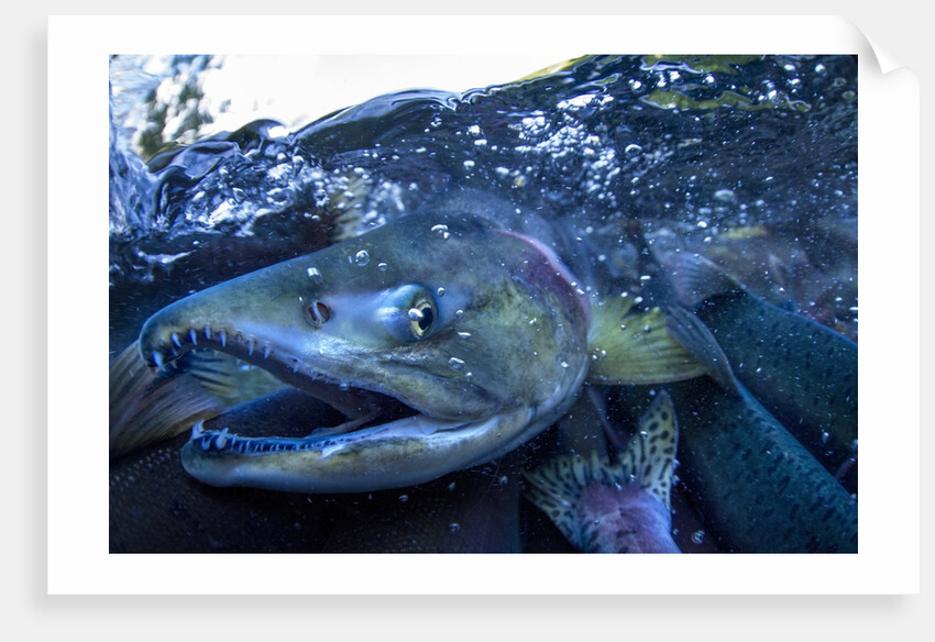 Spawning Salmon, Katmai National Park, Alaska by Anonymous