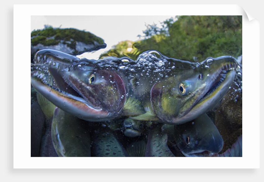 Spawning Salmon, Katmai National Park, Alaska by Anonymous