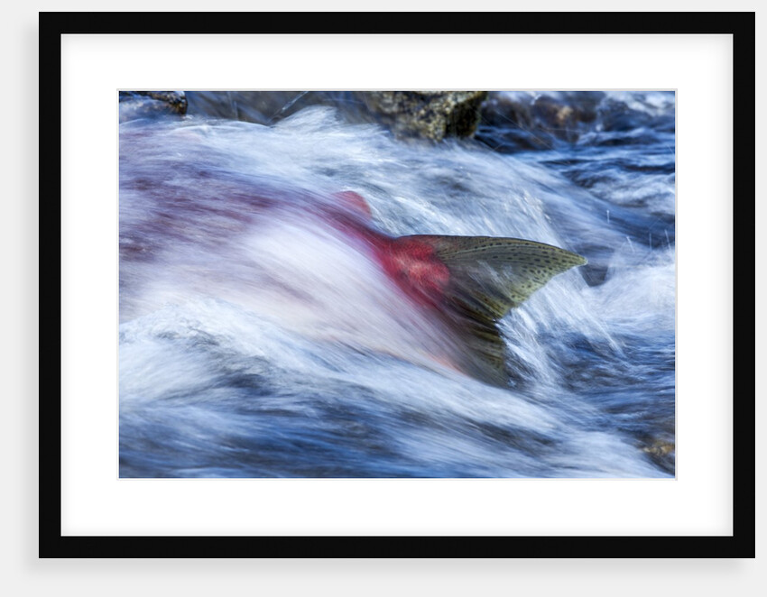 Spawning Salmon, Katmai National Park, Alaska by Anonymous