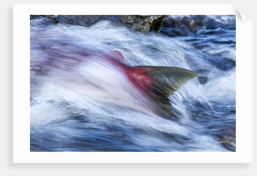 Spawning Salmon, Katmai National Park, Alaska by Anonymous