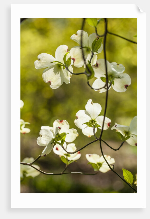 Dogwood tree flowers by Anonymous