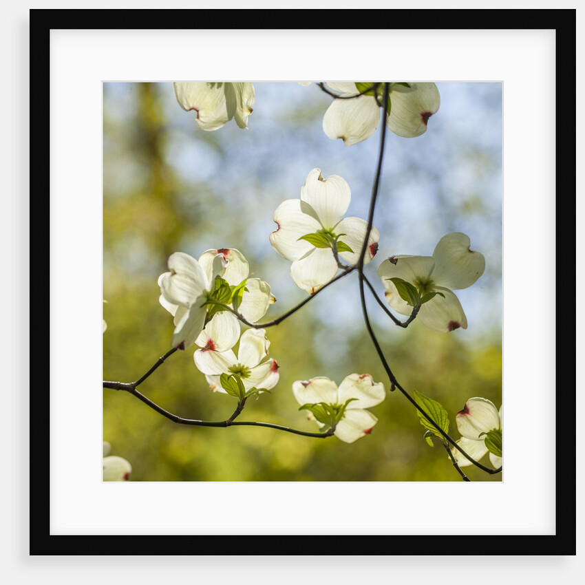 Dogwood tree flowers by Anonymous