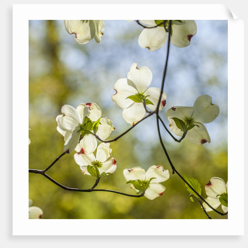 Dogwood tree flowers by Anonymous