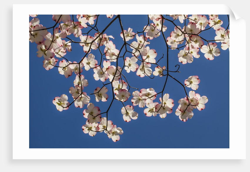 Dogwood tree flowers by Anonymous