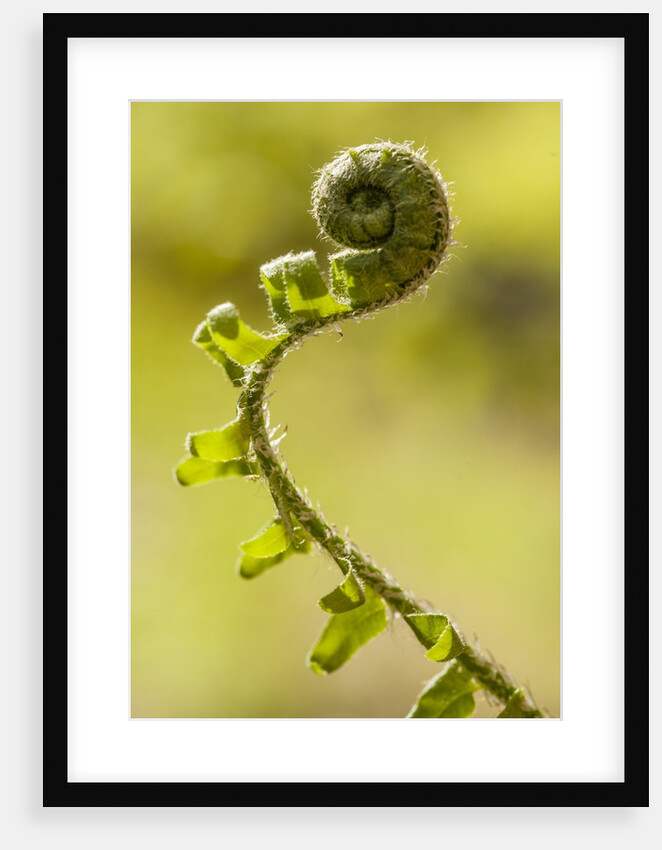 Fiddlehead Fern by Anonymous