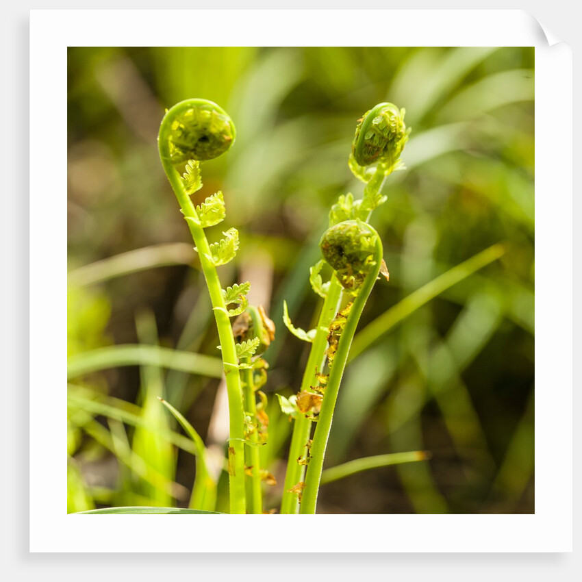 Fiddlehead Fern by Anonymous