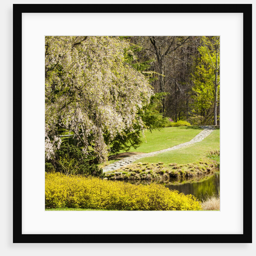 Yellow Forsythia and garden path by Anonymous