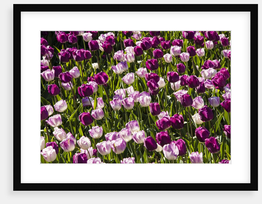 Purple Tulips in Bloom by Anonymous