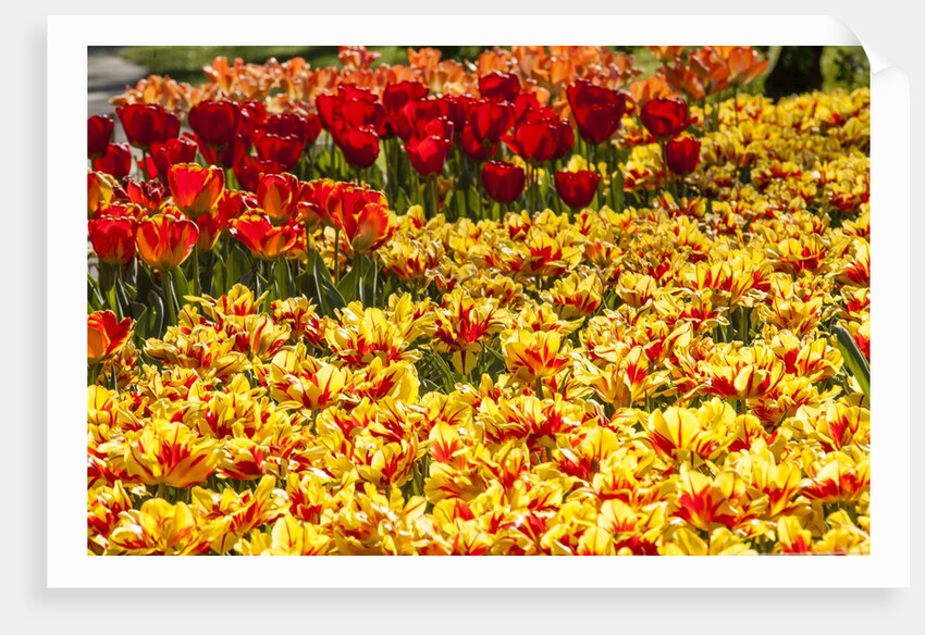 Yellow and Orange Tulips in Bloom by Anonymous