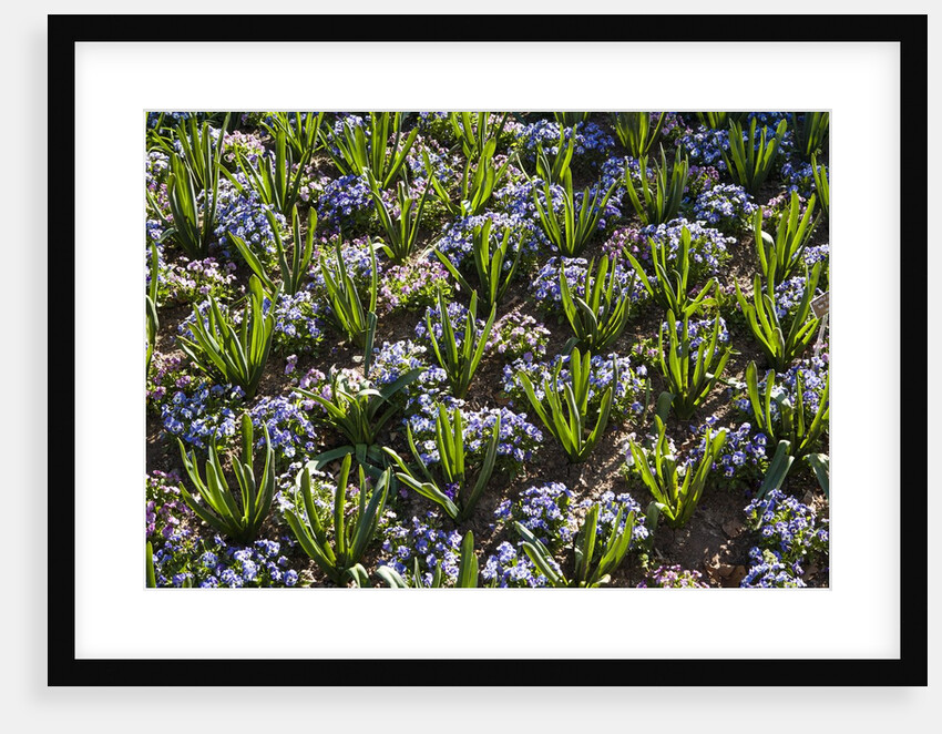 Pansy flowers and hyacinth leaves by Anonymous