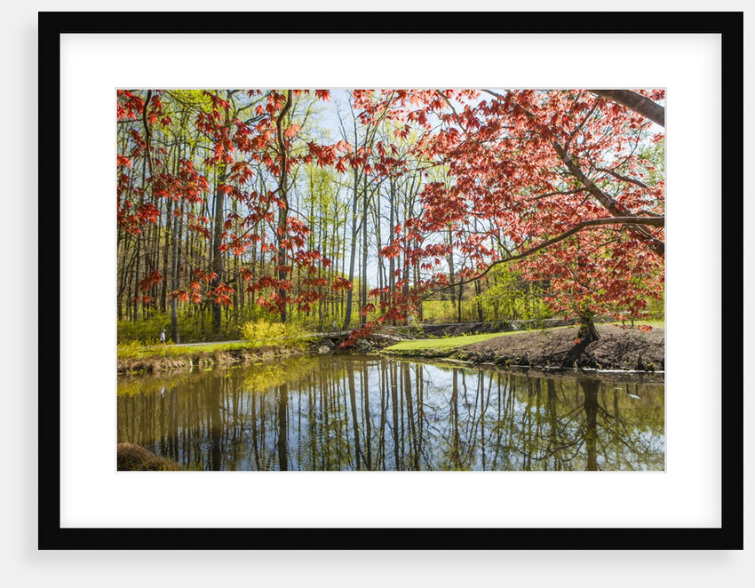 Japanese Maple and pond in spring by Anonymous