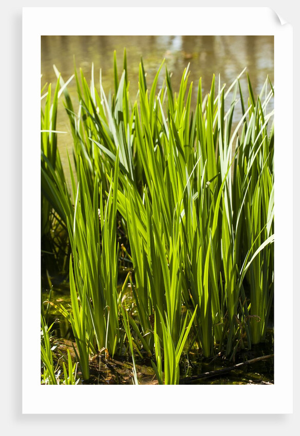 Crinum Lilies grow in pond by Anonymous