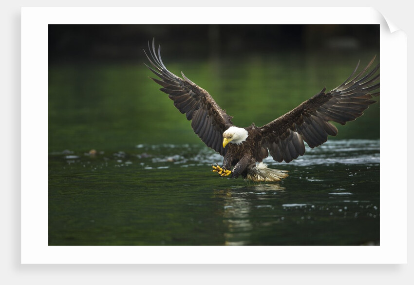 Bald Eagle, British Columbia, Canada by Anonymous