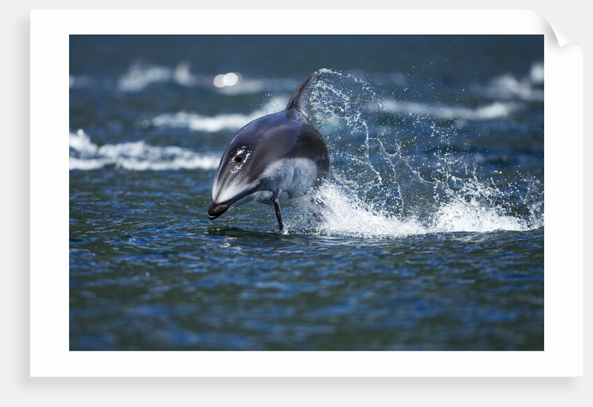 Pacific White-Sided Dolphin, BC, Canada by Anonymous