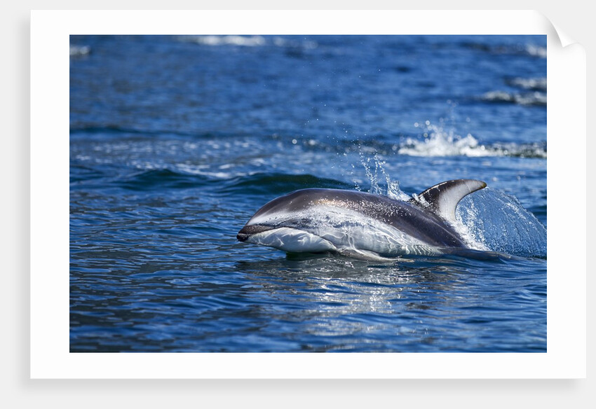 Pacific White-Sided Dolphin, BC, Canada by Anonymous